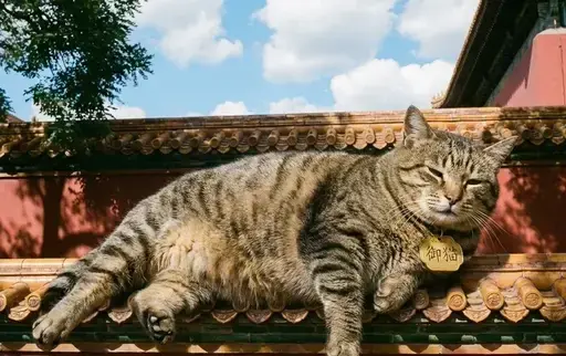 真实摄影风格，一只肥胖的狸花猫